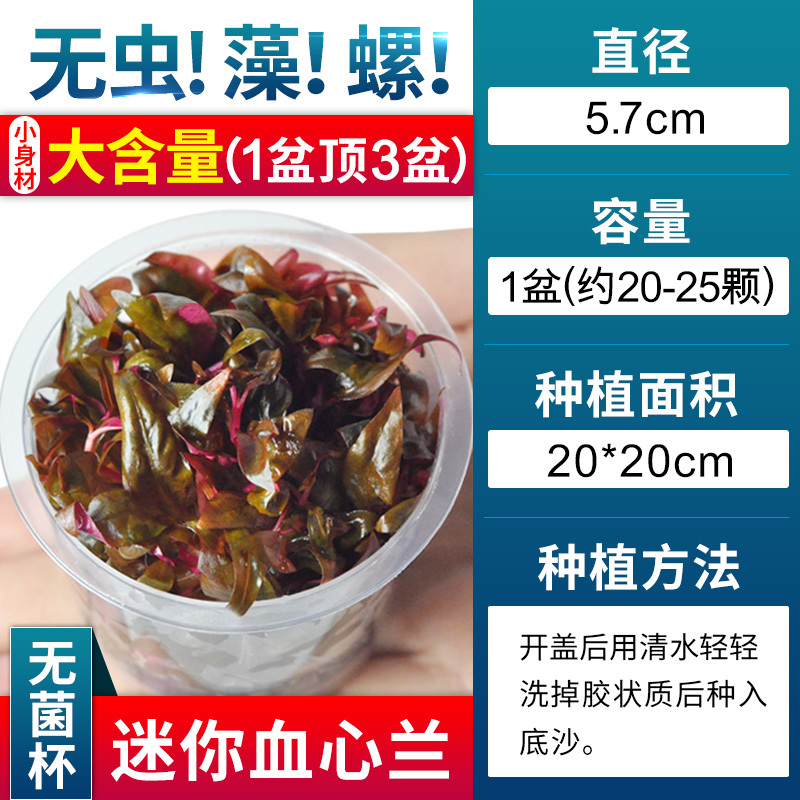 爬地矮珍珠前景水草植物日本水下叶鱼缸造景水培真草古法养鱼趴地
