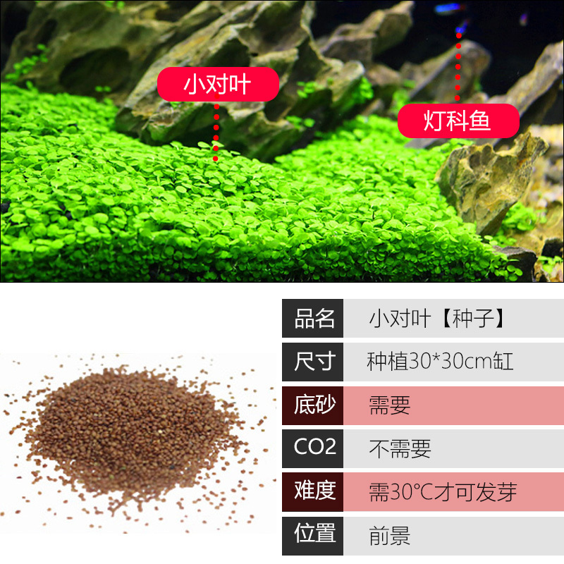 鱼缸造景莫斯沉木水榕无土植物懒人增氧真水草趴地矮珍珠陀草
