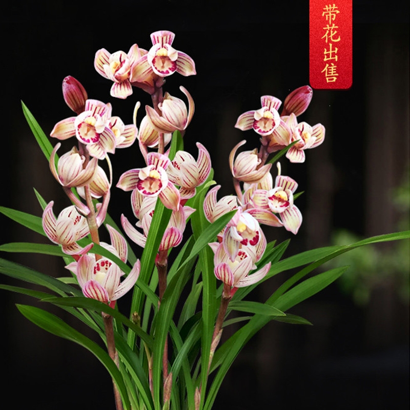 回固兰花苗建兰荷瓣七彩玲珑现带香水花苞有香味的兰花卉绿植盆栽