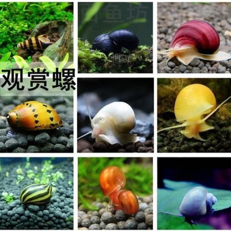 苹果螺观赏螺活体蜗牛宠物螺除藻螺鱼缸清洁工具螺神秘螺淡水繁殖 混色苹果螺8送7备损