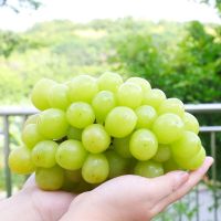 顺丰空运[熊猫鸟]秘鲁无籽青提 净重4斤 新鲜葡萄水果甜地球秋天酥脆当季整箱