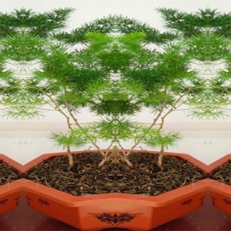 土猴年吉祥猴生肖聚财植物室内小型盆栽蓬莱松盆景招财树盆栽送肥料