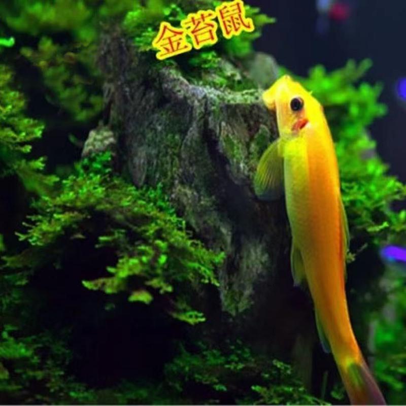 豹纹清道夫观赏鱼淡水鱼清洁工热带活体鱼异性清道夫混养 白鼠5条