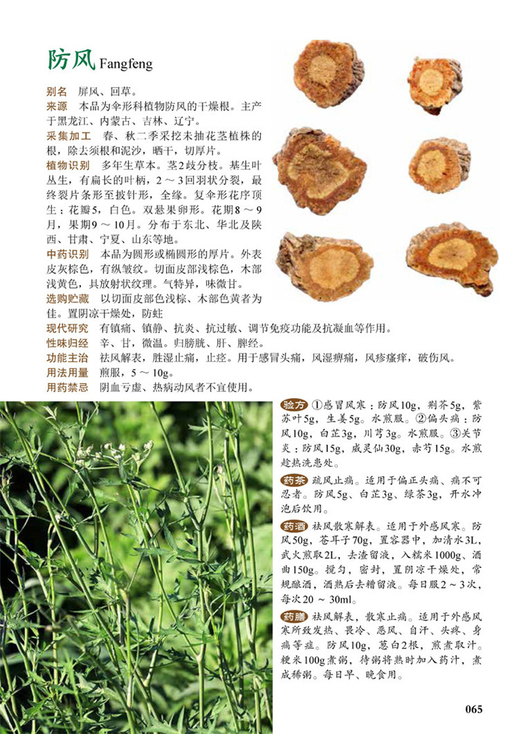 [醉染正版]图解 中草药大全 家庭中草药图典 中草药彩色图鉴 中医养保健书籍 野外识别原植物鉴别图册 常见中草药检索工高清大图