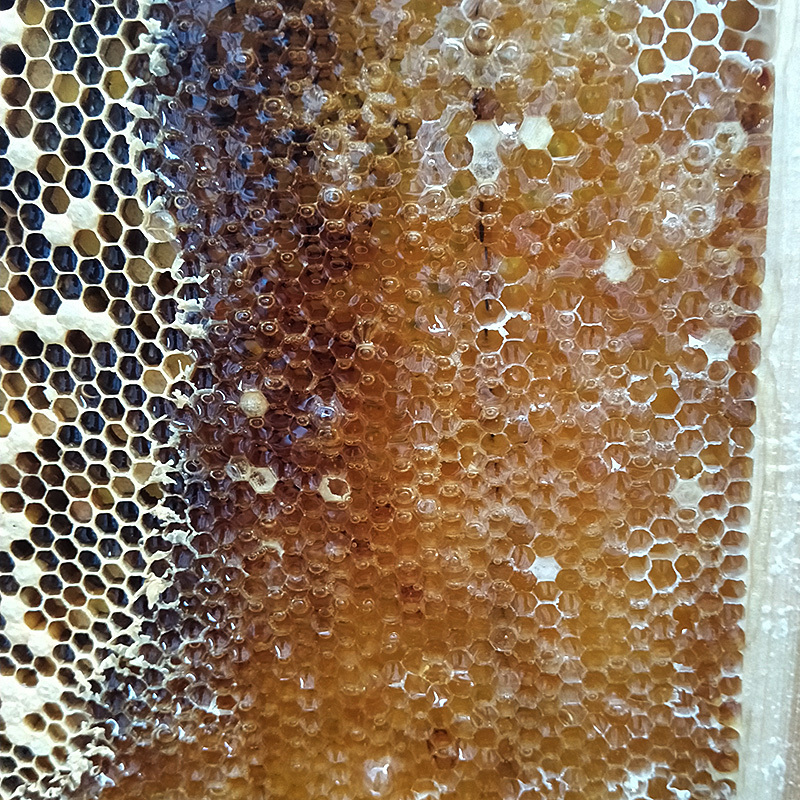 易烽蜂业 有机蜂场荔枝蜂蜜 1Kg