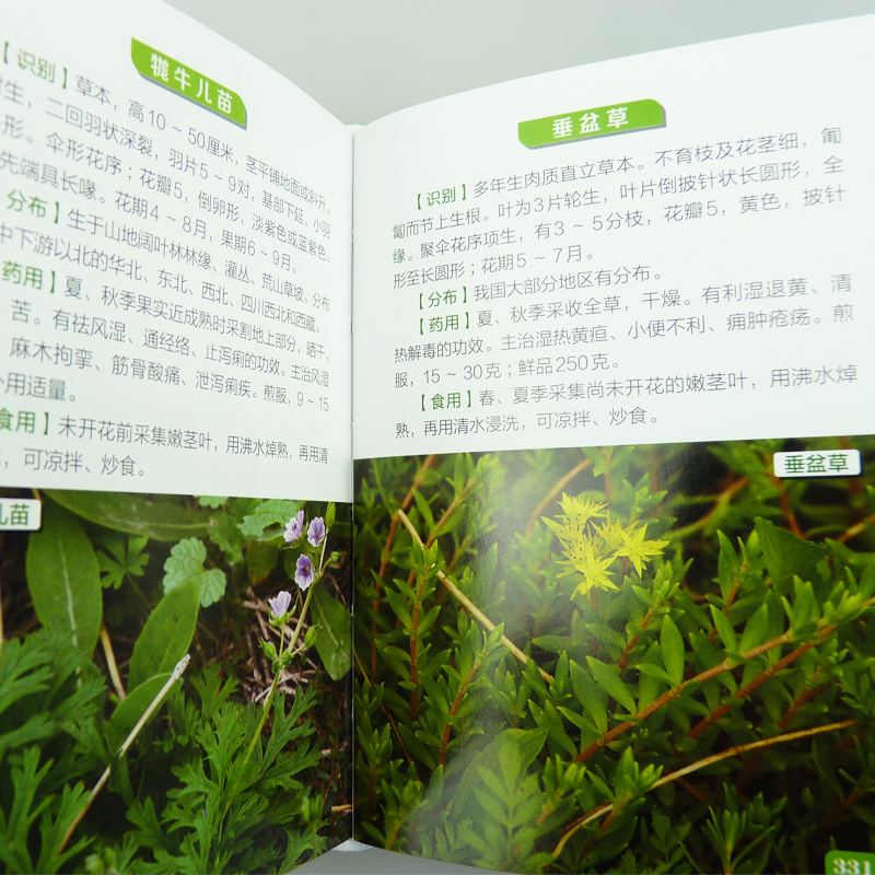 1500种中草药野外识别彩色图鉴 [正版]野菜图鉴大全500种野菜野外识别速查图鉴中国野菜野果植物菌类图鉴图谱一本通高清大图