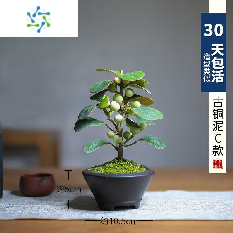 三维工匠小盼菩提盆栽花卉带果好养室内桌面植物办公室绿植菩提树盆景