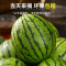 顺丰快递[苏鲜生]现摘2k小糖丸西瓜 净重8.5-9斤 2个装 新鲜网红小糖丸蜜瓜