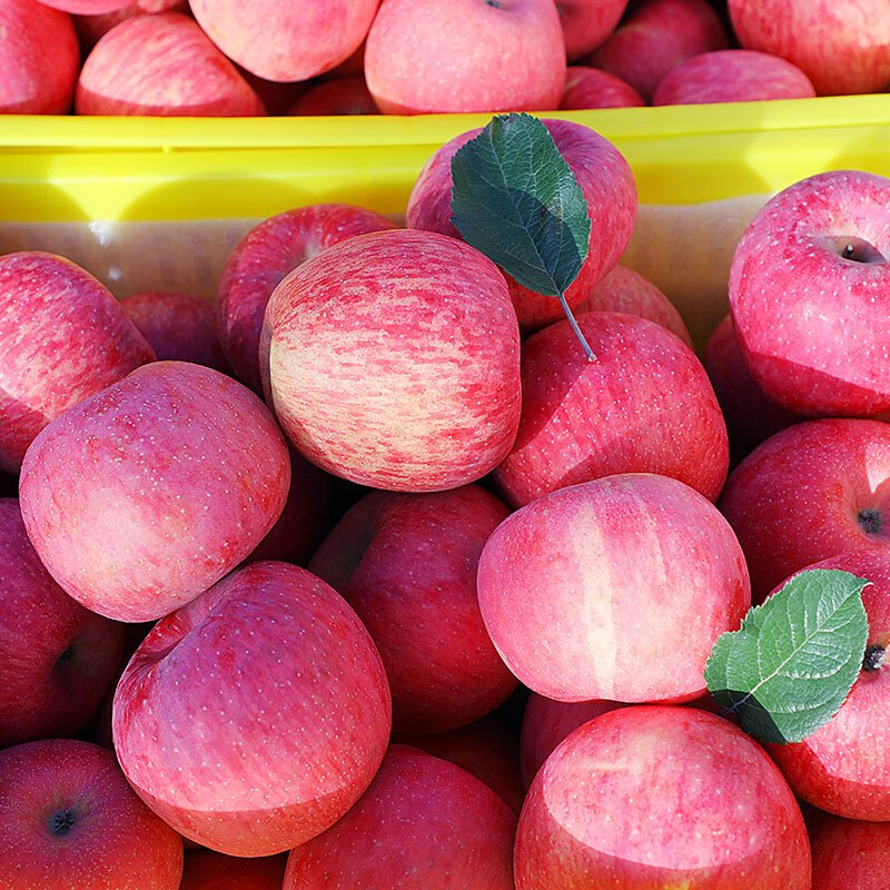 鲜木正宗陕西洛川红富士苹果脆甜多汁时令新鲜孕妇水果生鲜苹果整箱59