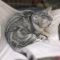 猫吊床秋冬宠物猫垫加绒猫咪铁笼吊床挂钩猫窝猫床仓鼠笼宠物吊床 淡红色小猫(薄款) 尺寸(中号-46cm*37cm)