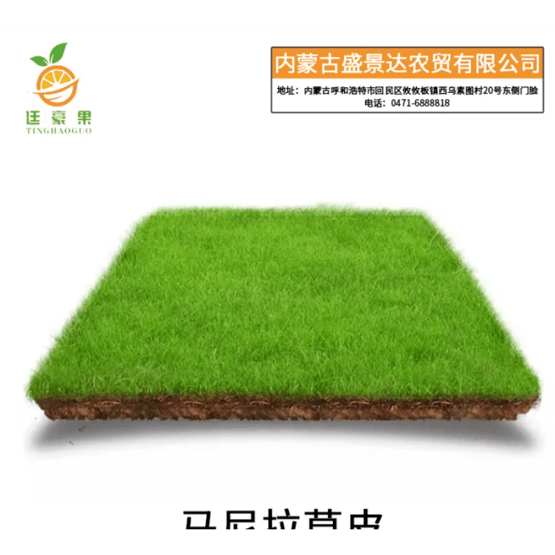 廷豪果 马尼拉草皮 园林绿化草皮 100*100cm /平方米图片