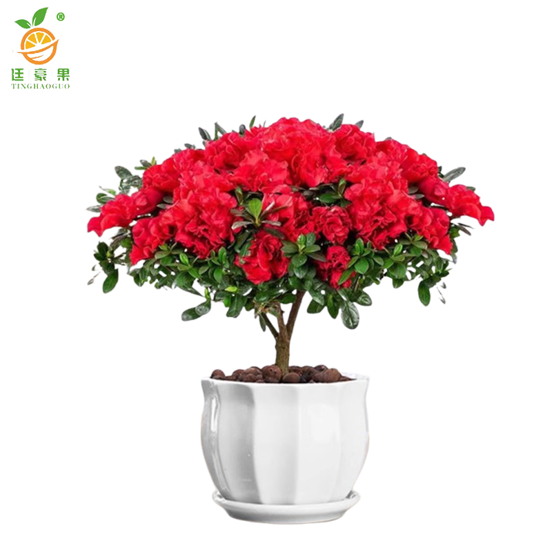 廷豪果 杜鹃花盆栽 5年苞 /棵高清大图