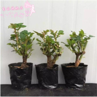 欧洲月季香大花月季阳台盆栽花卉室内花卉绿植四季花卉灌木类月季摩纳哥公爵不含盆