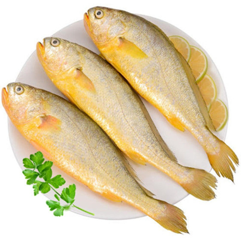 赛卡伊东海正宗国产深海精选大黄花鱼新鲜深水海捕特大号黄花鱼正宗大