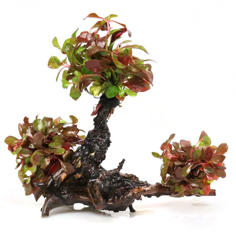 鱼缸造景套餐性水榕沉木真水草淡水无土植物增氧趴地矮珍珠图片