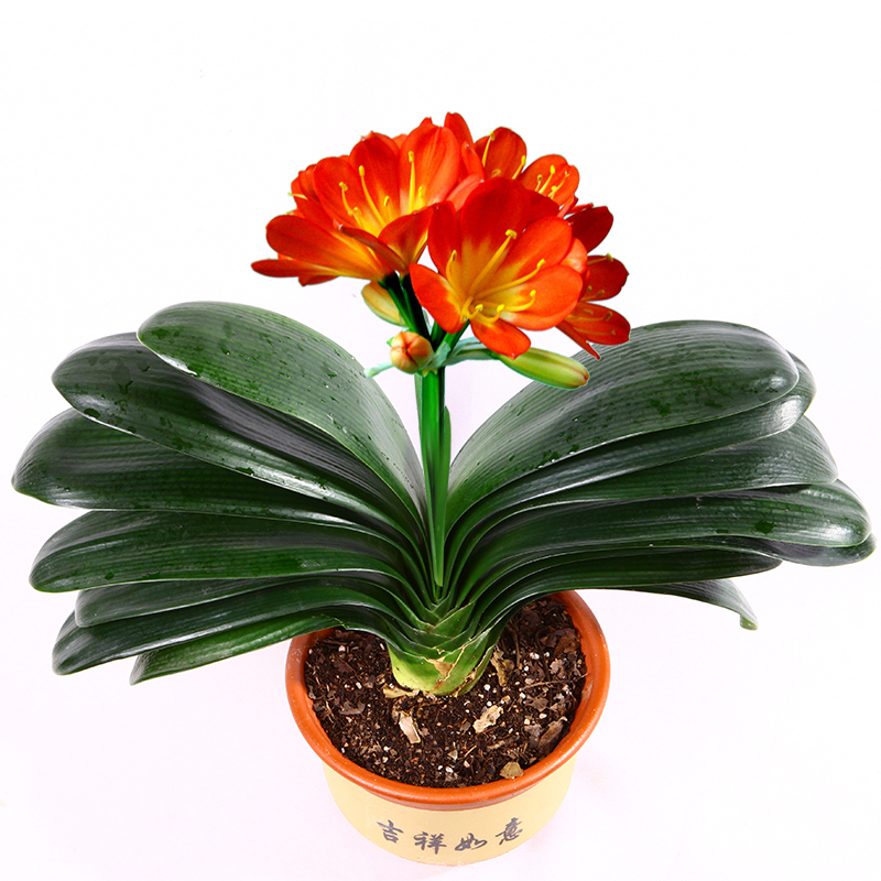 带盆栽好君子兰苗盆栽精品绿植室内花卉圆头和尚大苗带花当年开花