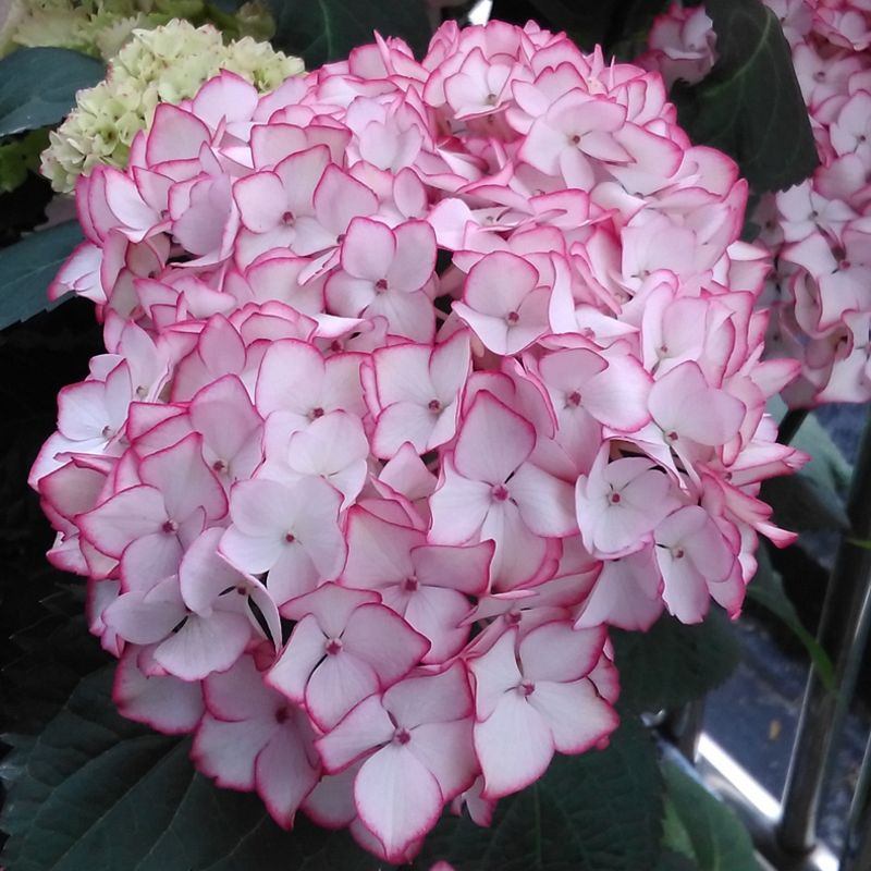 花卉绿植塞布丽娜八仙绣球花苗盆栽地栽耐寒阳台庭院八仙花