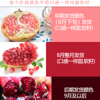 [西沛生鲜]会理突尼斯软籽石榴 净重3斤 大果 单果300-350g 新鲜孕妇水果 坏果包赔 西沛
