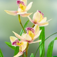 兰花苗洋兰雪美人建兰四季兰浓香型不带花苞室内观花植物绿植花卉雪美人8苗裸根不带土