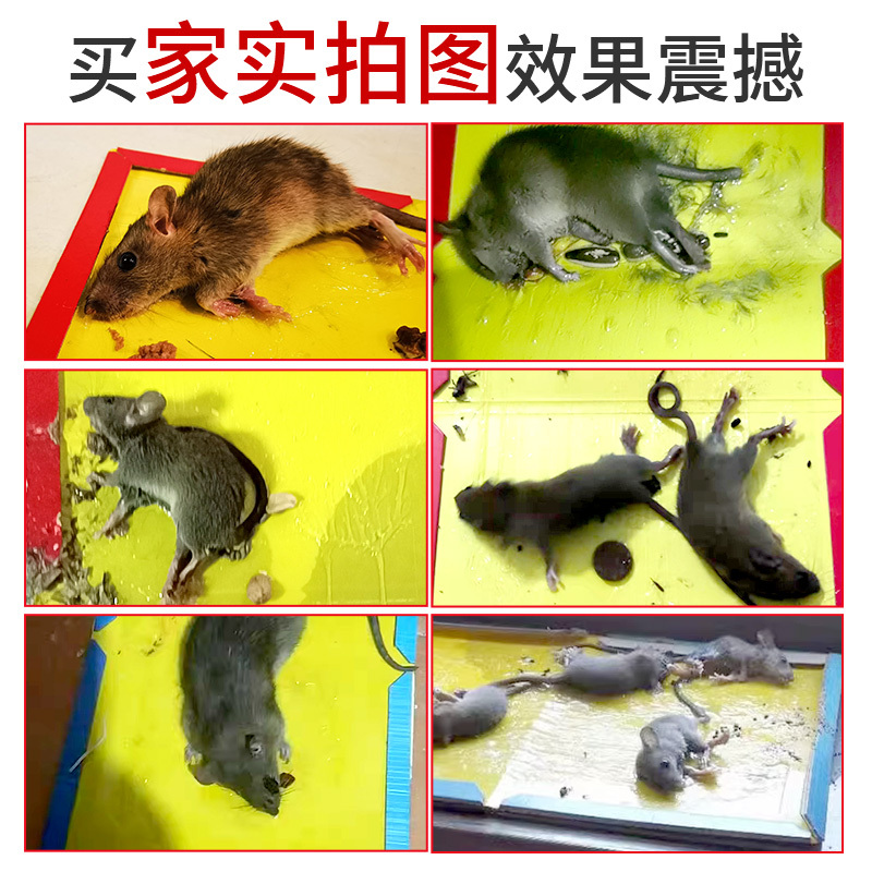 [补贴10%]大老鼠夹捕鼠器老鼠贴超强力粘鼠板正品抓驱鼠捉家用室内灭鼠神器 3张加大加厚[升级款]高清大图