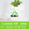 水培植物养鱼缸一体家用塑料创意懒人小型免换水桌面斗鱼专用客厅