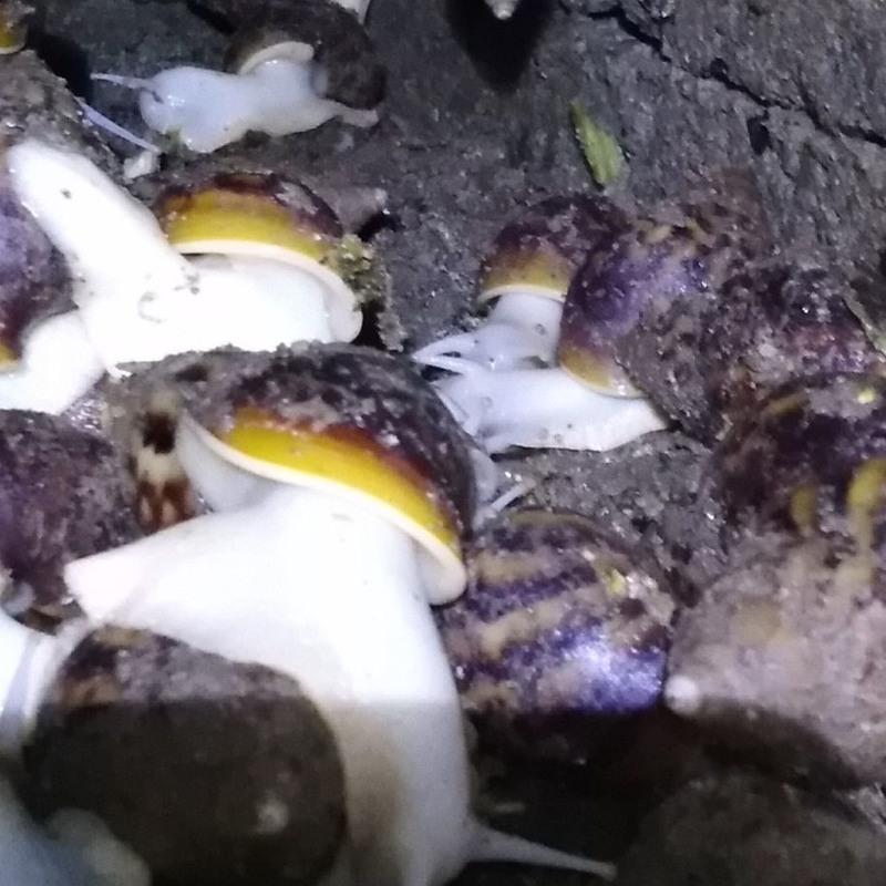 5厘10只装 养殖厂供应精选大白玉蜗牛宠物饲养,学生观察