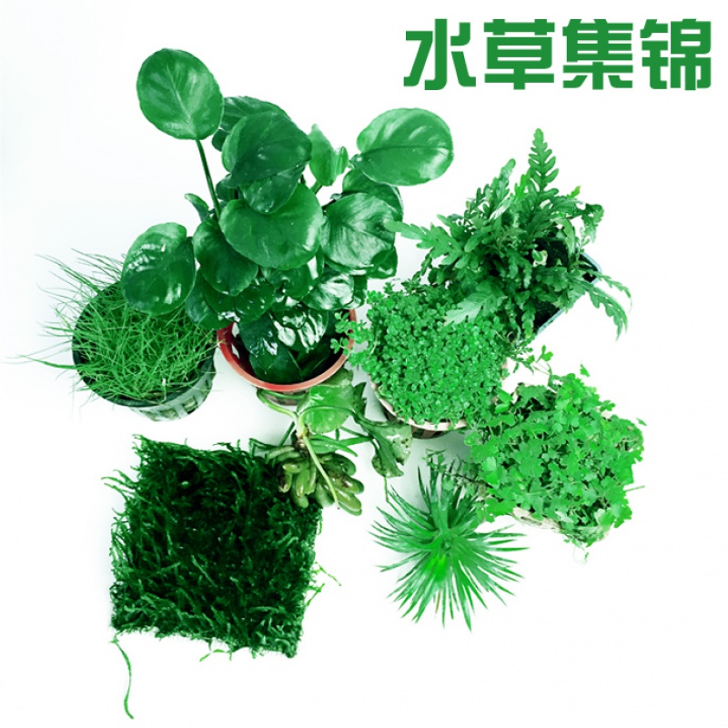 迷你矮珍珠爬地矮珍珠牛毛毡天胡荽红绿宫廷鱼缸造景真水含包装高清大图
