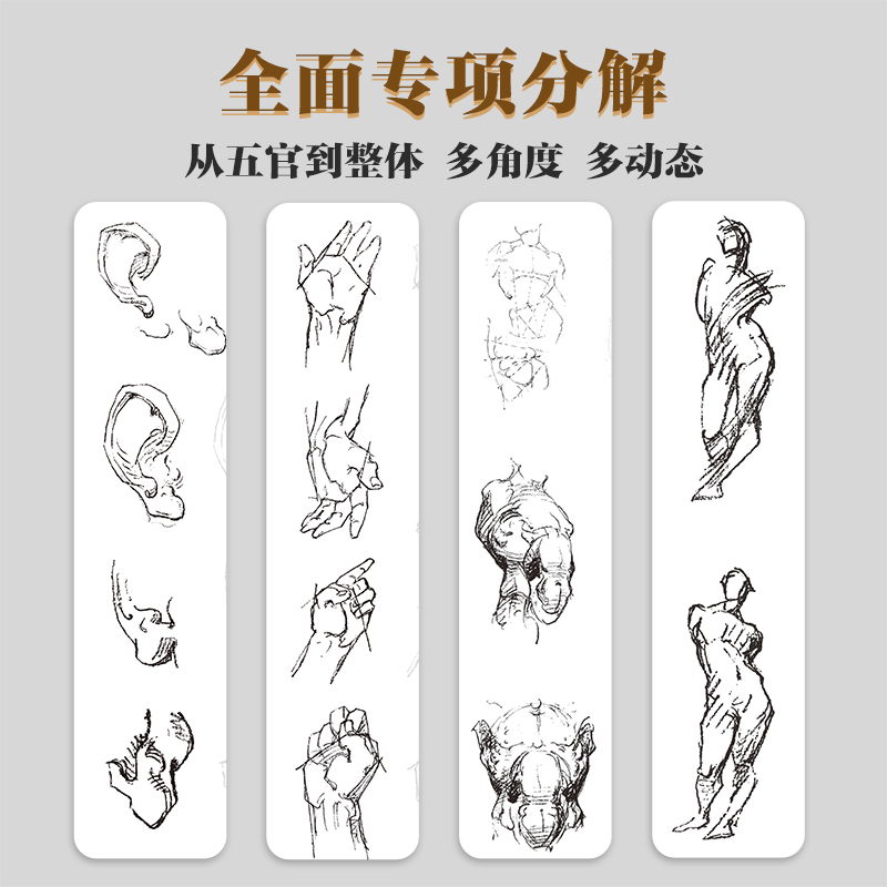 [正版]伯里曼人体结构绘画教学人体结构入门描摹本解剖动态骨骼透视艺考生美术生人体素描速写临摹基础初学者入门自学练习本高清大图
