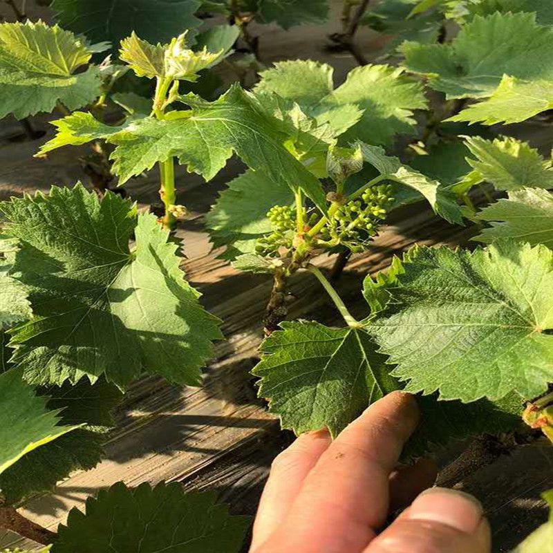 葡萄苗带土带叶新品种葡萄树苗盆栽庭院爬藤南北方种植当年结果|青提