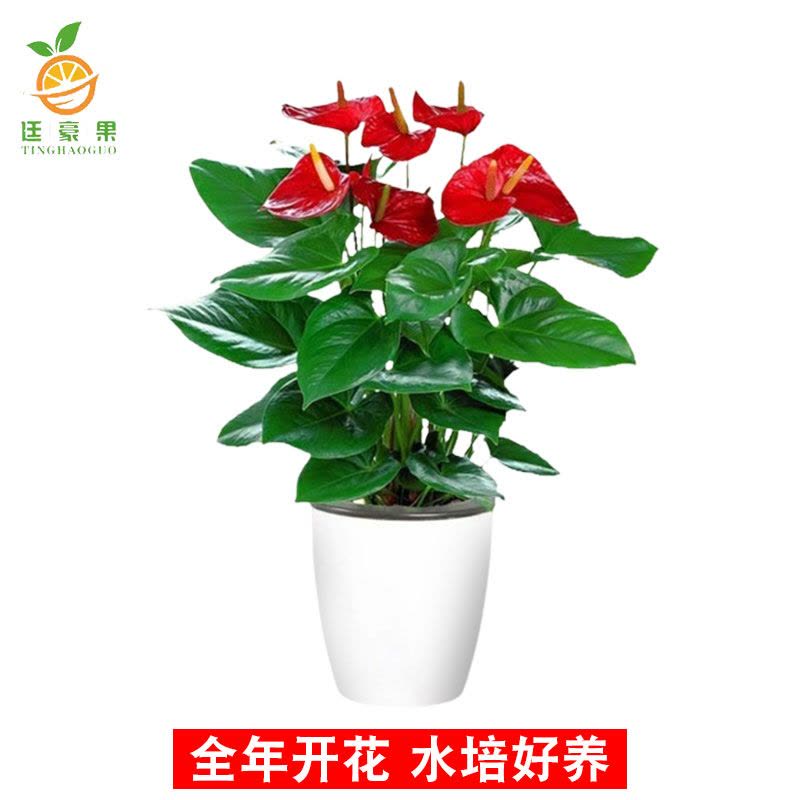 廷豪果 观赏红掌 30cm图片