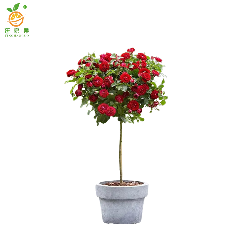 廷豪果 高杆月季 粗5公分 /棵高清大图
