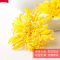 [精品]金丝黄菊大朵罐装20克 1罐h
