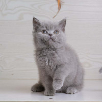 宠物猫蓝猫 蓝猫宠物猫咪 蓝猫 纯种英国短毛猫幼猫 幼崽