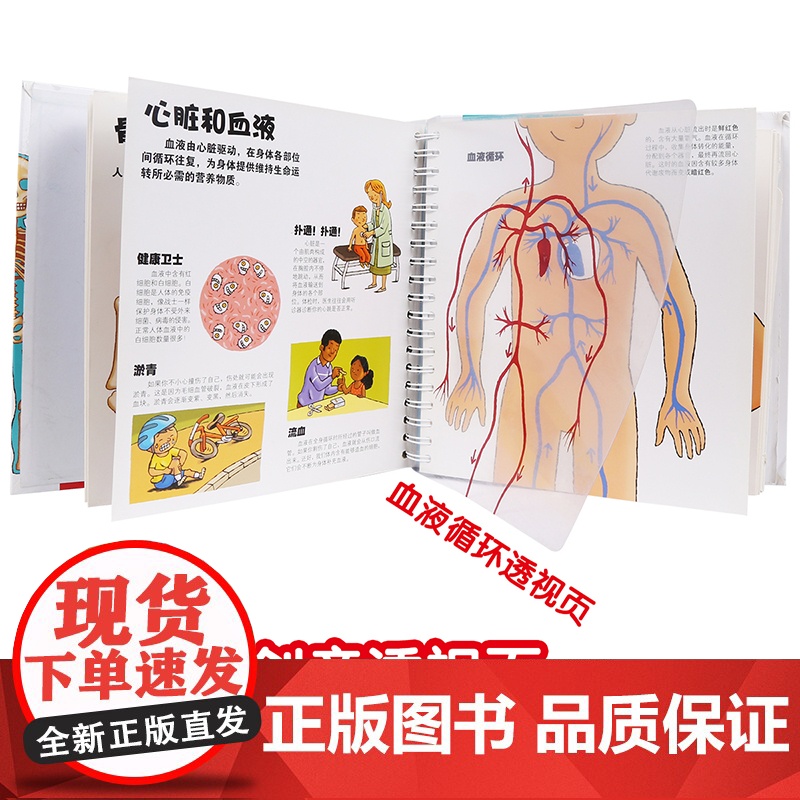 我们的身体 未来出版社 (法)帕斯卡尔·艾德兰 著 荣信文化 编 (法)罗伯特•巴尔博里尼 绘高清大图