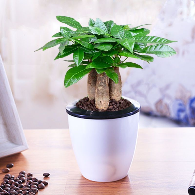 发财树盆栽室内客厅桌面绿植小盆景大发财树苗招财树吸甲醛植物视频