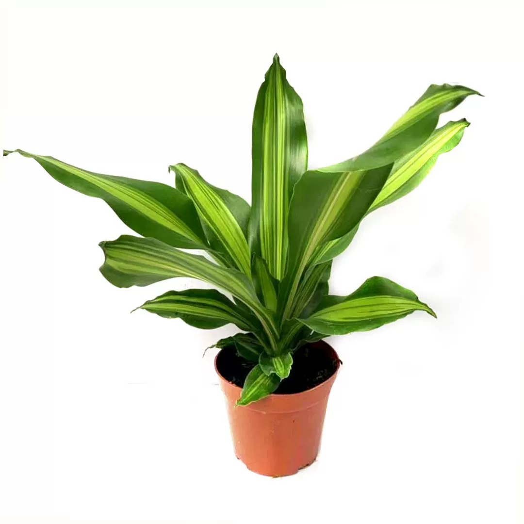 诚智旺 金心也门铁 50cm/盆高清大图