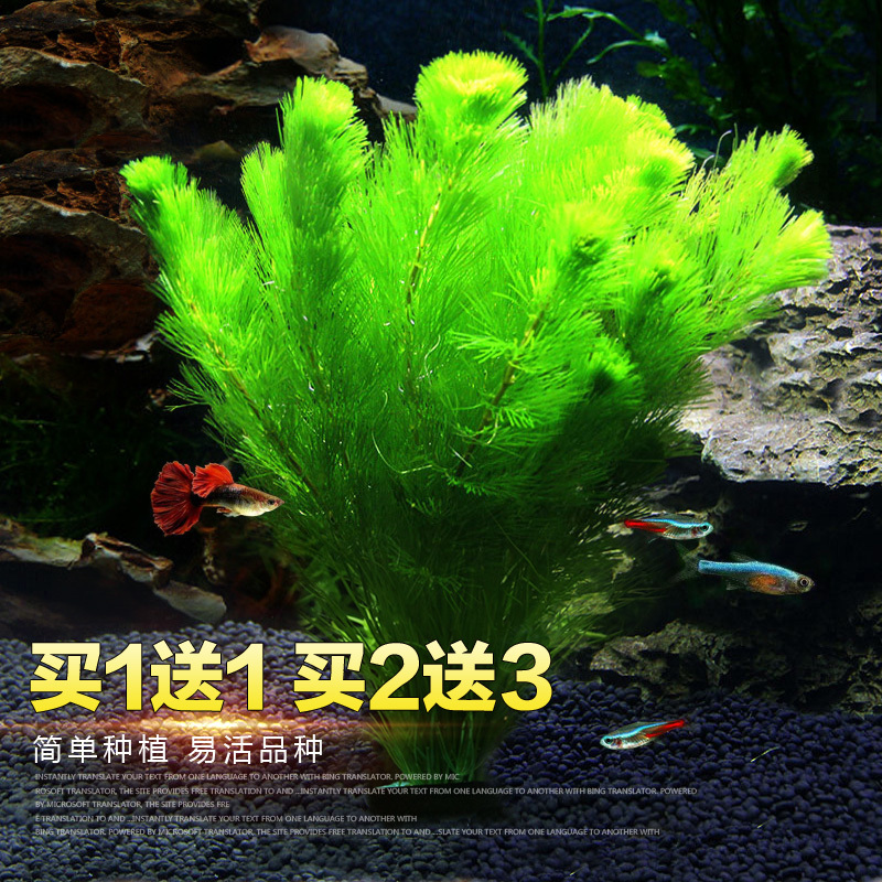 龍鳯鳥 Long Feng Bird 宠物日用绿菊水大宝塔造景鱼缸有茎深绿色懒人真水性植物后景 价格图片品牌报价 苏宁易购洪园宠物用品专营店