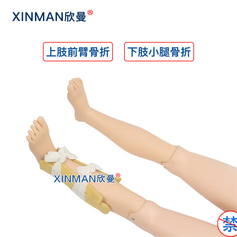 欣曼科教 四肢骨折固定训练模拟人 上肢前臂骨折 下肢小腿骨折XM-GZ800高清大图