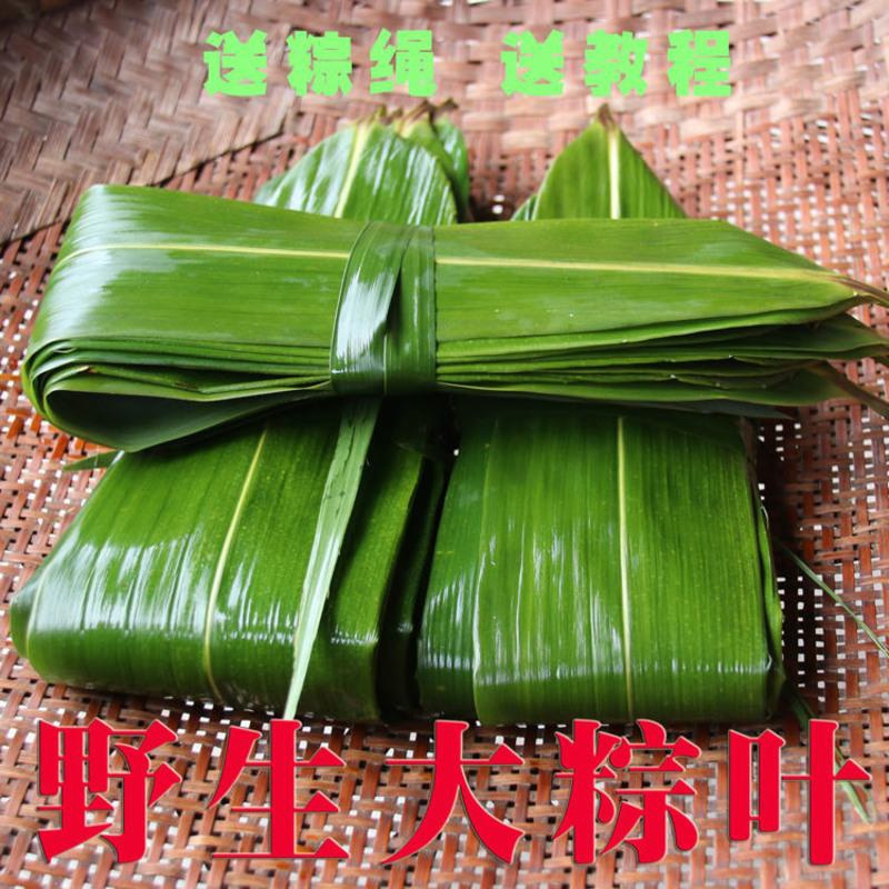 叶新鲜粽叶真空竹叶天然野生大粽叶包粽子叶粽叶子粽子