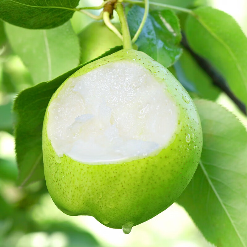 鲜木 陕西早酥梨 新鲜青皮梨 应季时令水果脆甜多汁现摘孕妇水果 脆甜