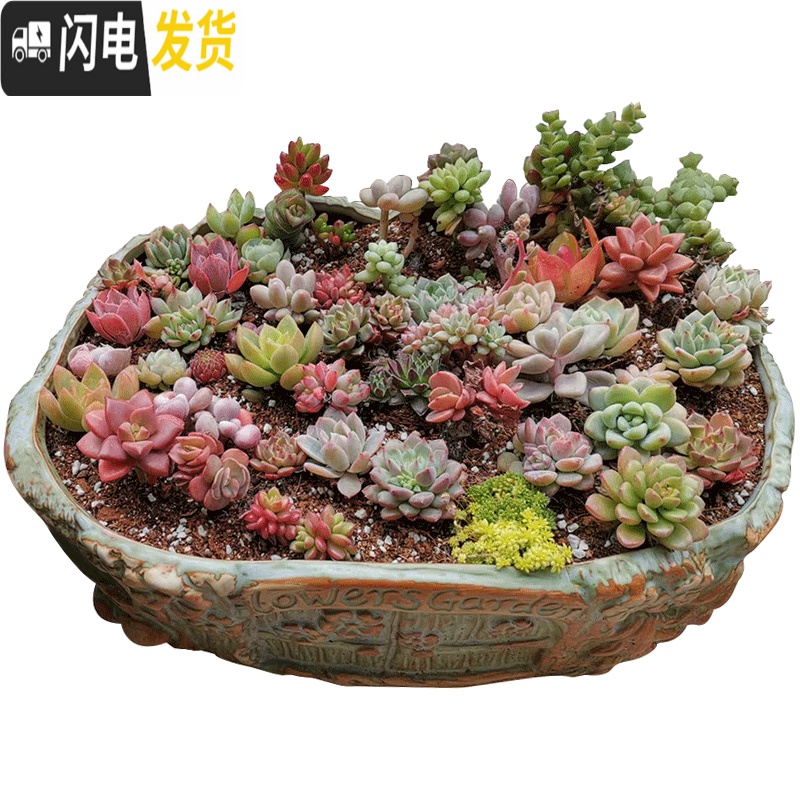 三维工匠 长条大口径多肉花盆陶瓷特大号阳台长方形花盆 花火长条大号 大花盆容器高清大图