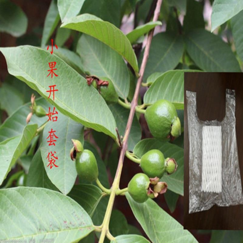 番石榴网套袋芭乐网套袋水果保护泡沫套袋防虫防果蝇套袋批发 白色厚款(家庭装) 50套