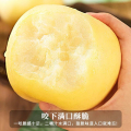 【熊猫鸟】新鲜奶油富士苹果 泡沫箱 净重3斤 中果 单果75-80mm 脆甜可口