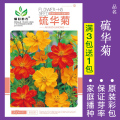 花种子四季播盆栽雏菊向日葵薰衣草太阳花种籽孑大全虞美人种植 均码 硫华菊约100粒