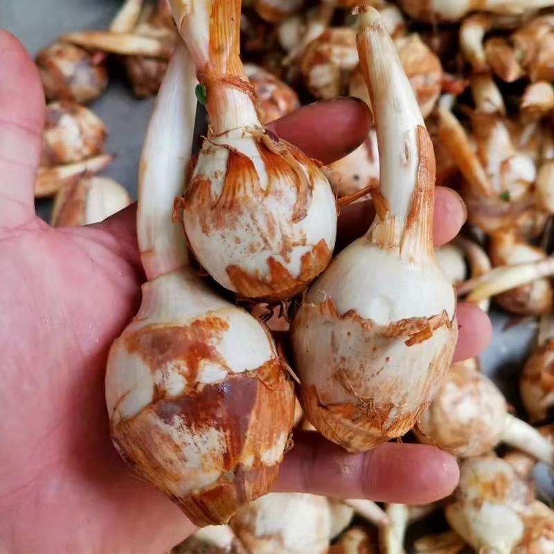 赛卡伊 蓝茨菰新鲜现挖大号茨菇荸荠新鲜蔬菜马蹄茨菇慈菇批发 中茨菇*3斤