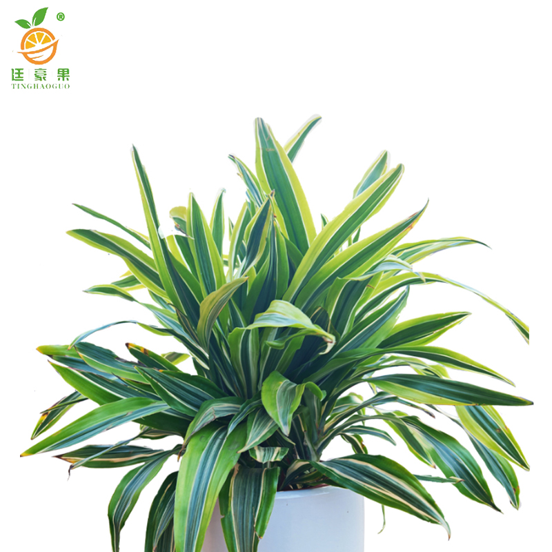 廷豪果 巴西美人盆栽 XZ1799# /盆高清大图