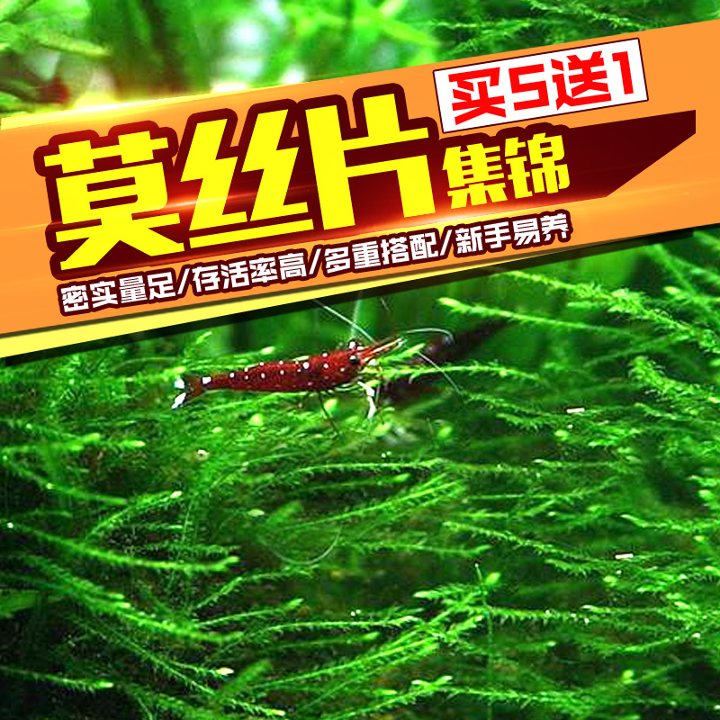 鱼缸沉木莫斯片草皮美凤莫丝苔火焰垂泪松茸怪厥大三角性水草高清大图