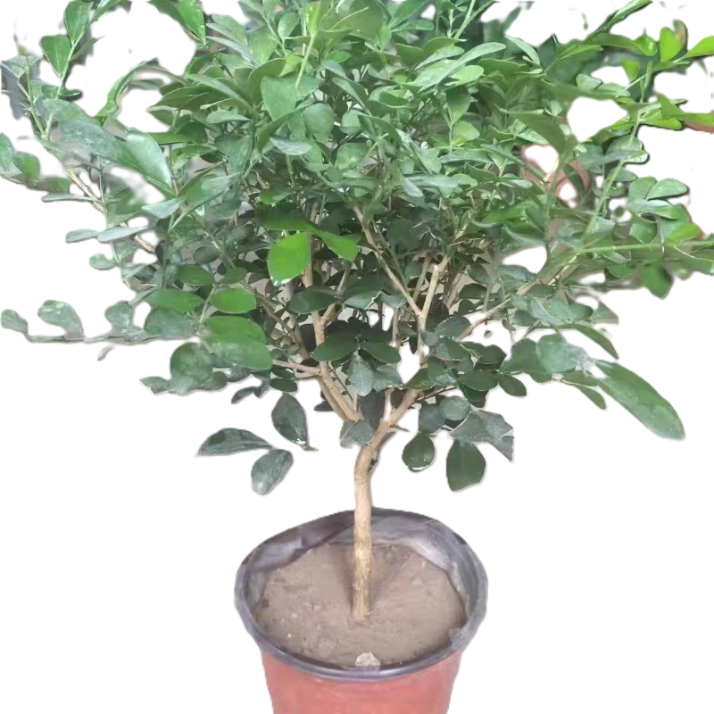 东方能展 绿植高清大图