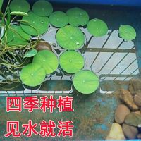鱼缸浮萍迷你荷叶种子水生种籽水草浮莲浮萍水生植物养龟鱼缸造景 10粒种子(适合10里面长度鱼缸)