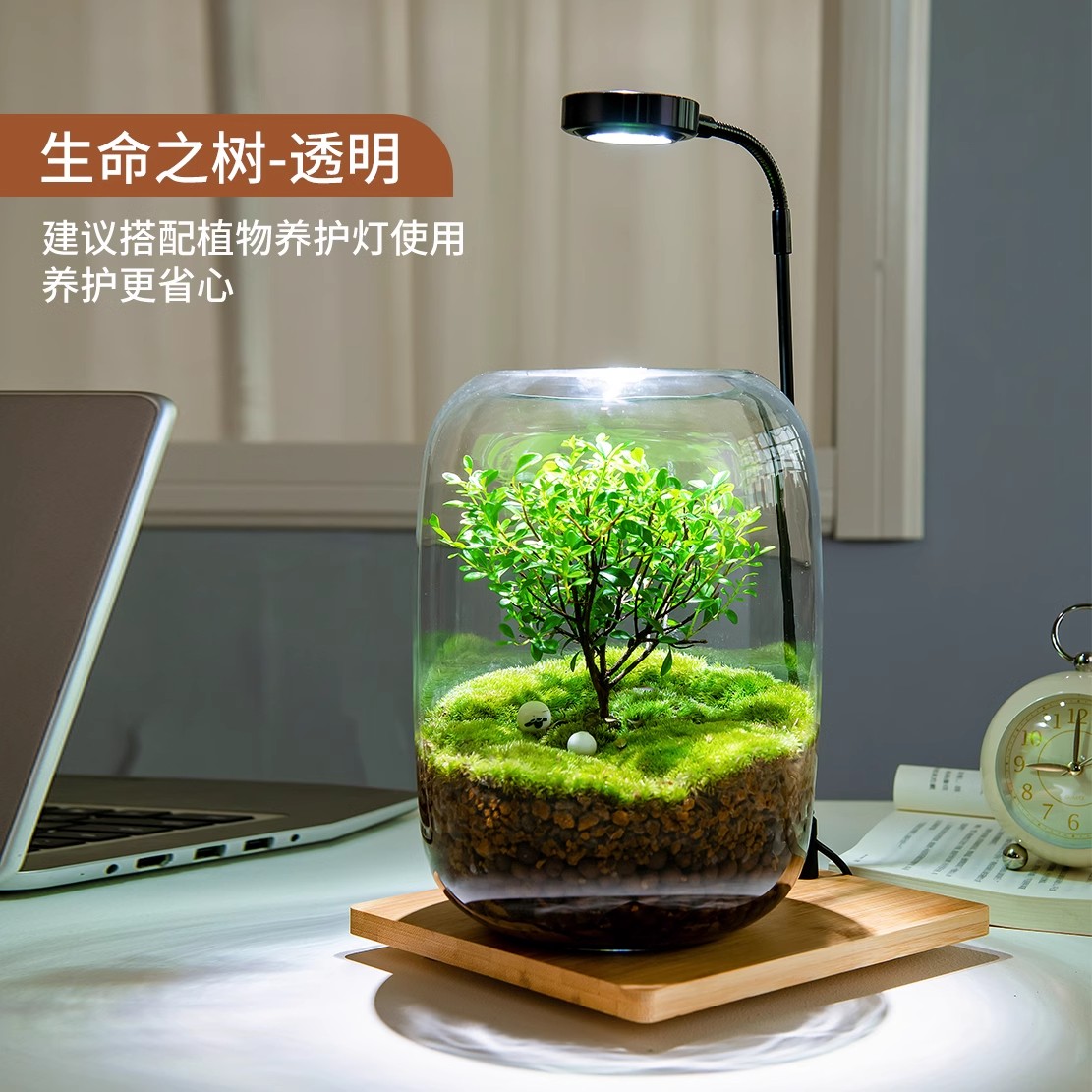 生命之树苔藓微景观创意桌面生态缸高清大图